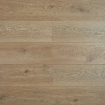 SH1703  Дуб Дерби