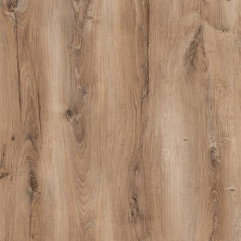 Дуб Берлин SF60