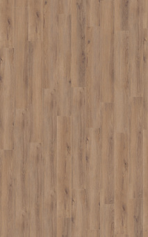 D80622 Дуб Норфолк бронзовый
