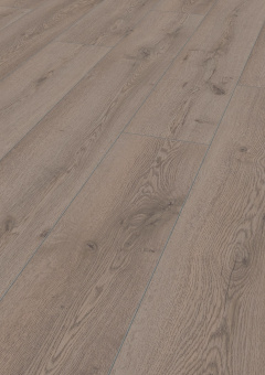 4727 Дуб горный серый