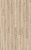 D40772 Дуб Горный песочный