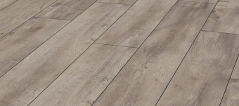 4985 ДУБ ВОСТОЧНЫЙ СЕРЫЙ