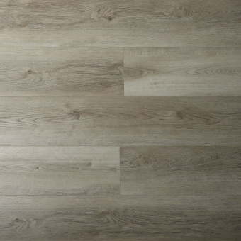 16168 Дуб Стаффорд