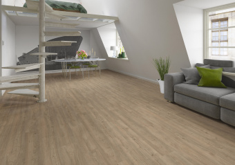 D50137 AF Дуб Мендель